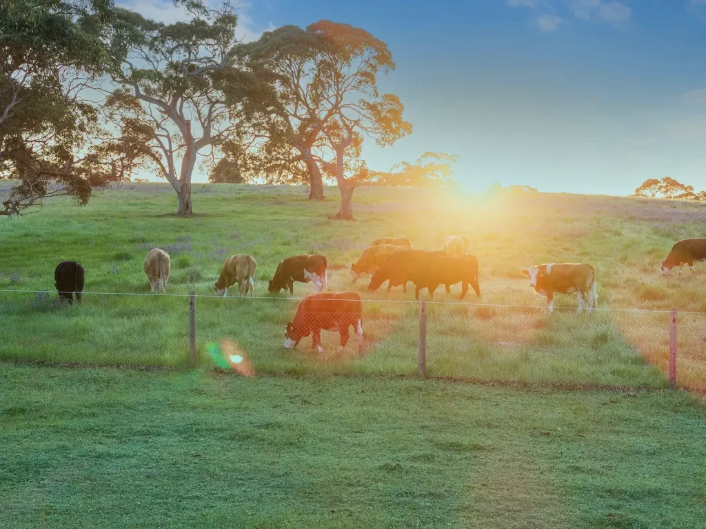 Farm cattle at sunrise in Springton, Adelaide Hills
