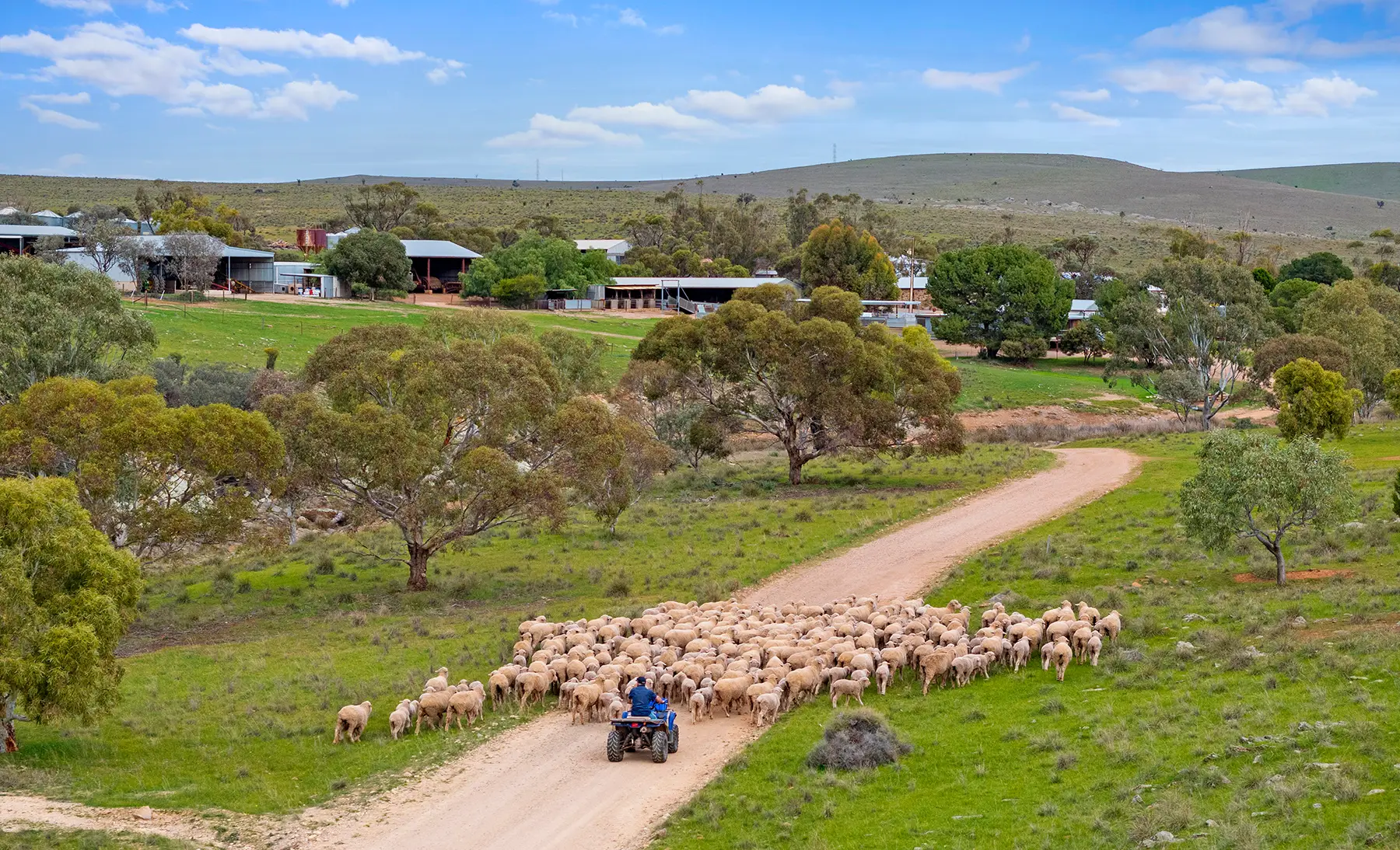 Farmer moving sheep for farm real estate photography in Dutton - Barossa Valley