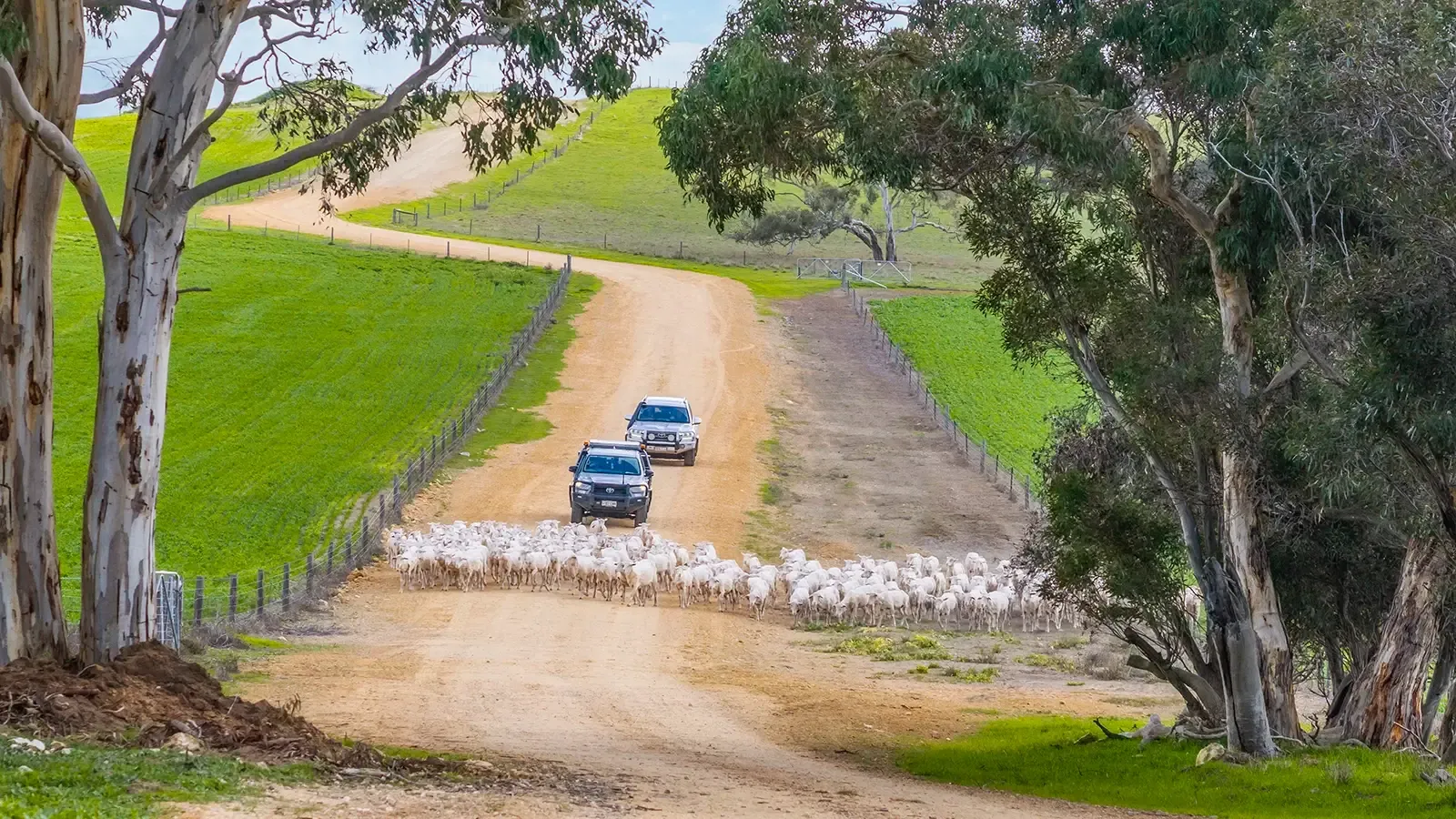 Real estate drone photo of sheep near Bordertown South Australia