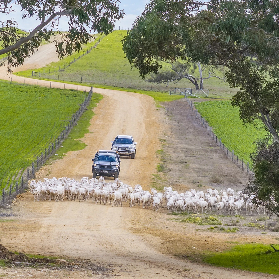 Driving sheep near Bordertown copy